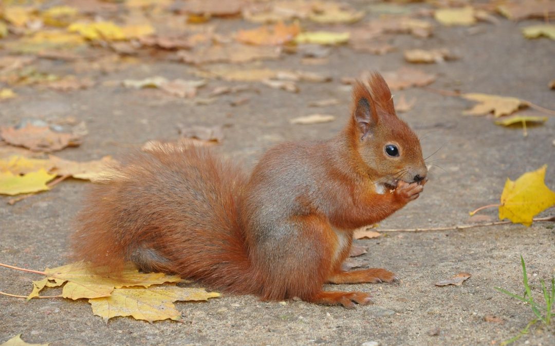 Manfaat Inovasi Digital bagi Pengunjung Kantor Imigrasi Pasaman Barat