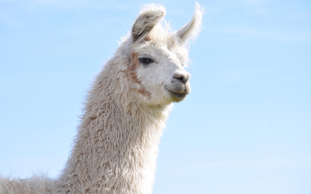 Memanfaatkan Media Sosial untuk Komunikasi Layanan Imigrasi